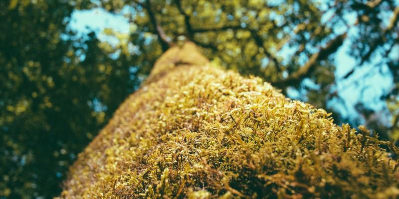 从零到电影节:低成本微电影制作全流程实战指南(附剧本创作与后期技巧)